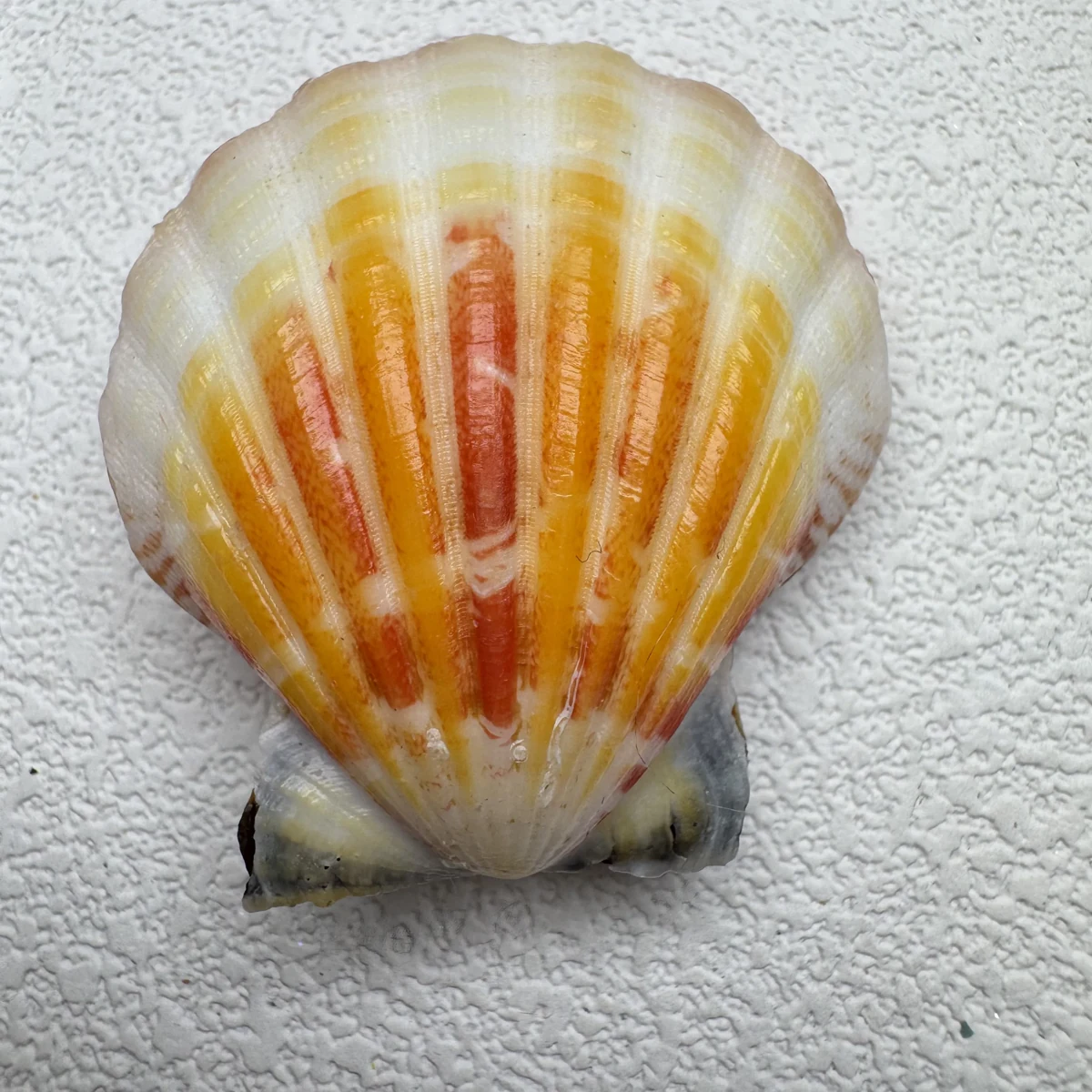 Bractechlamys vexillum shell specimen from Philippines, 39.6 mm, image 2