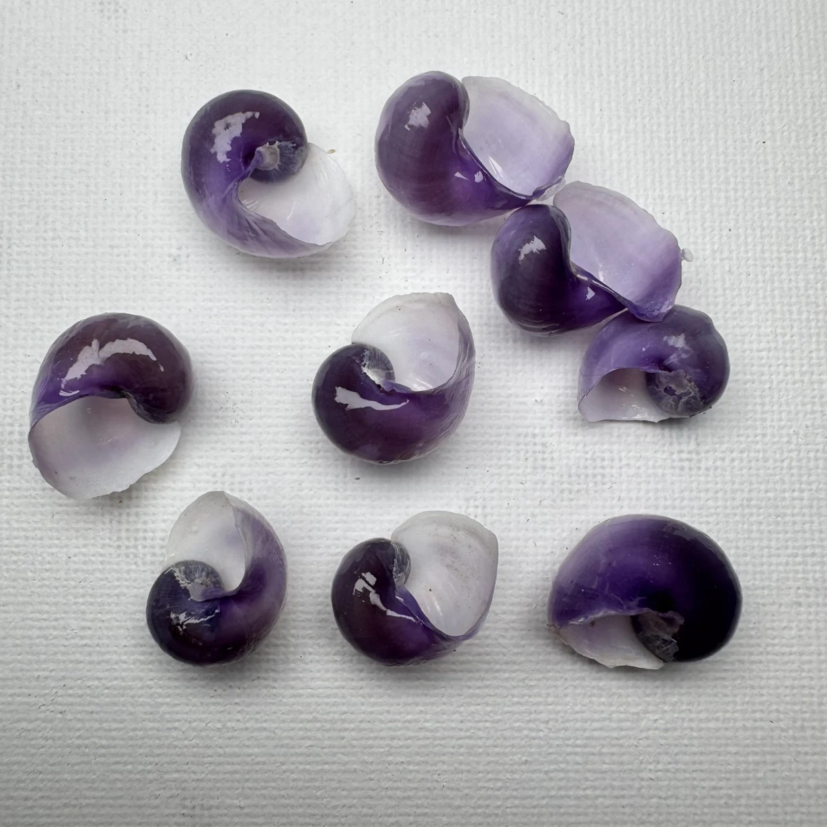 Janthina globosa shell specimen from Shandong, China, 15.5-20.4 mm, image 2