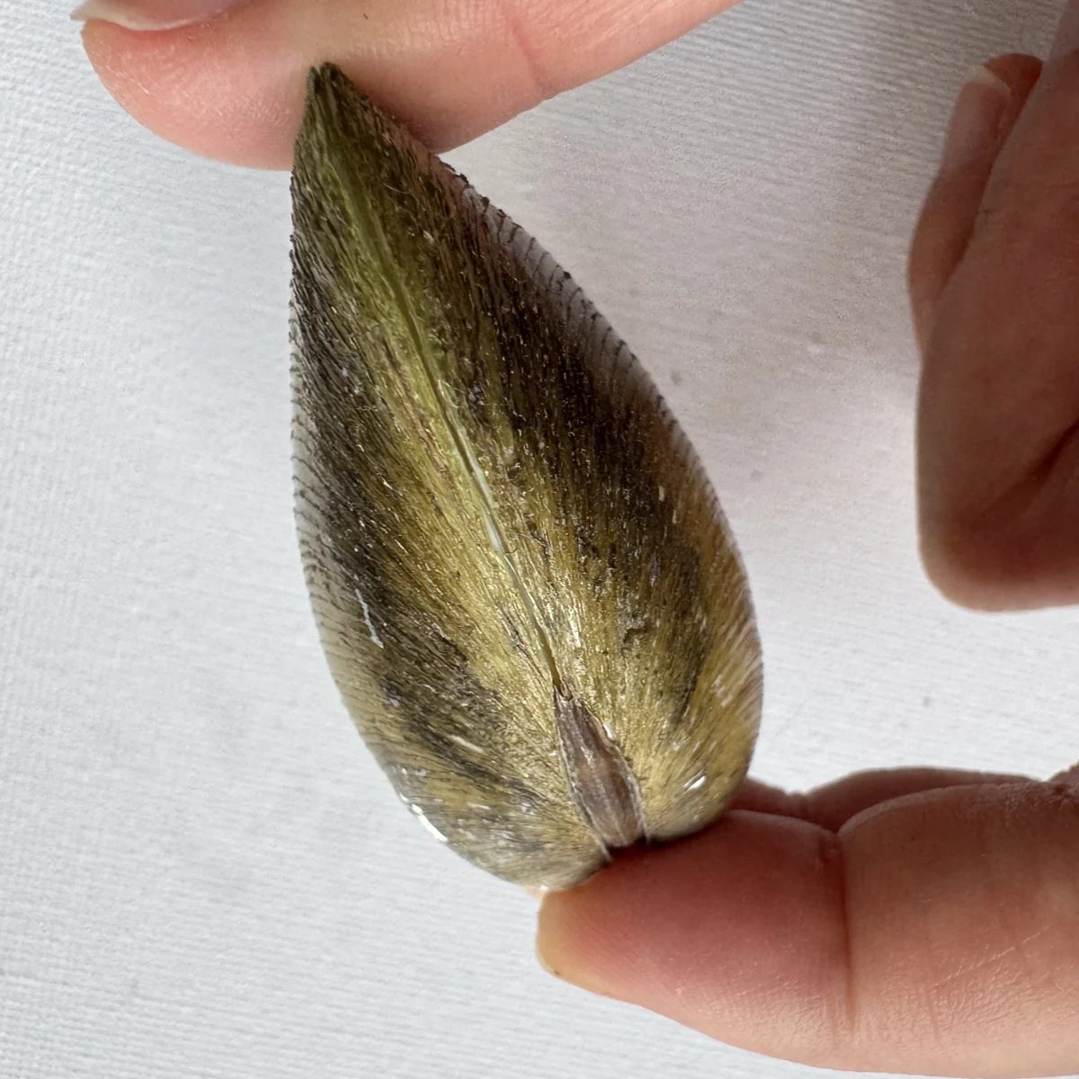 Geloina erosa shell specimen from Hainan, China, 55.4 mm, image 4