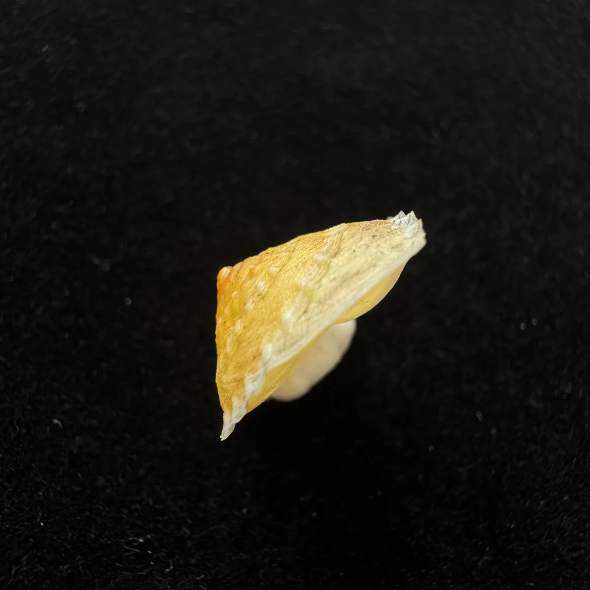 Latin：Geotrochatella martensi shell specimen from Nanning,Guangxi,China, 13 mm, image 5