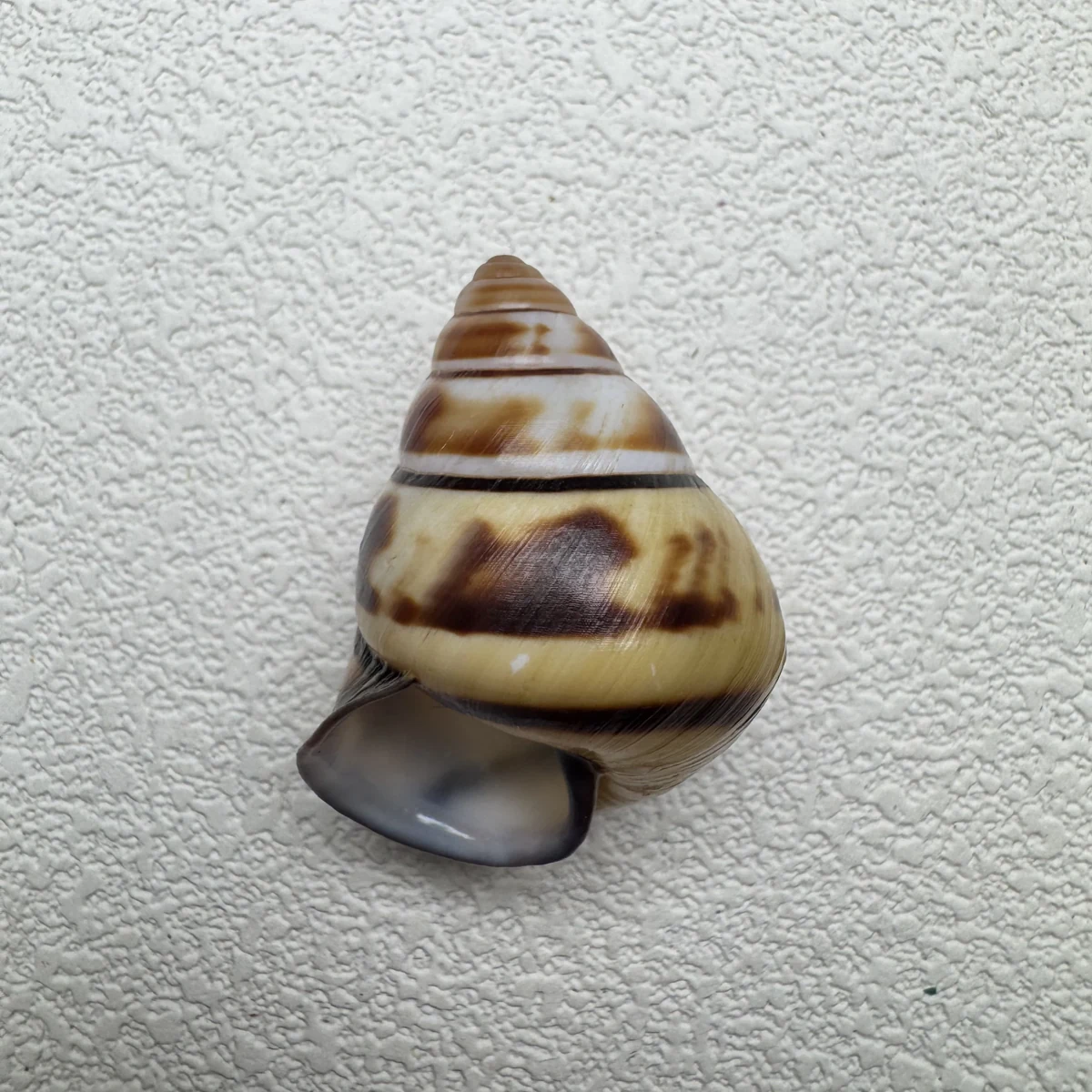 Aegistohadra zhangdanae shell specimen from Guangxi,China, 33.5 mm, image 3