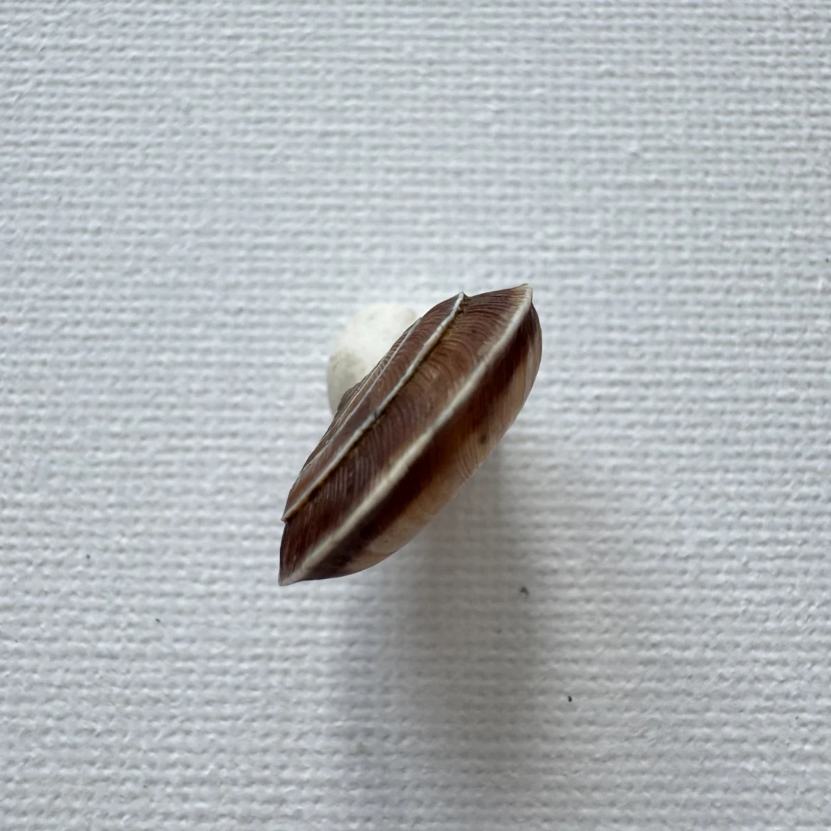 Laeocathaica carinalis shell specimen from Longnan, Gansu, China, 17.7-18.4 mm, image 4