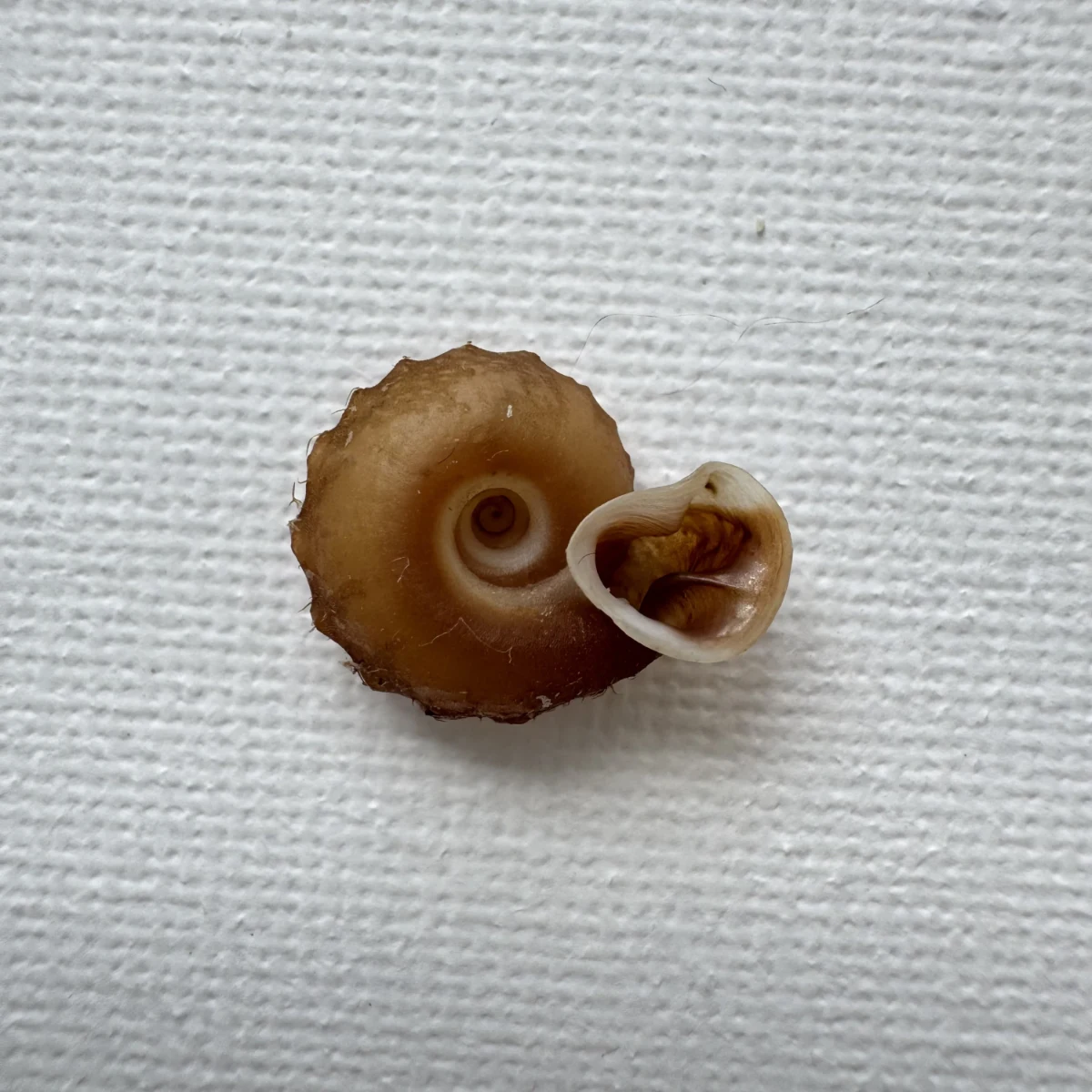 Moellendorffia kuguaheshang shell specimen from Nanning,Guangxi,China, 16.4 mm, image 2