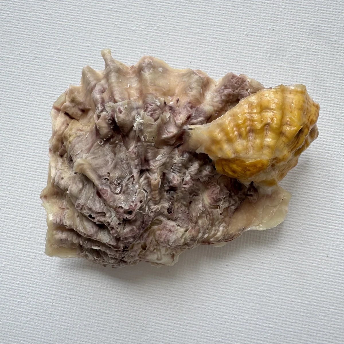 Alectryonella plicatula.+Dendostrea folium（yellow） shell specimen from Beihai,Guangxi, China, 86.7 mm, image 1